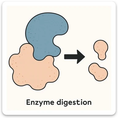 Ultra-detailed scientific illustration  (like in a school book) of enzyme digestion. Macro molecular view, clean white background, no text, no human figures or cartoon characters. Purely biological focus. sticker