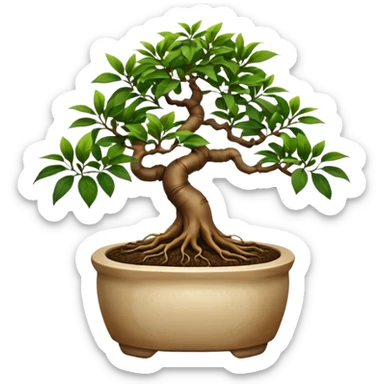 BONSAI DI FICUS GINSENG 
 sticker
