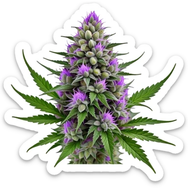 Wedding Crasher cannabis strain with purple buds and crystal trichomes sticker