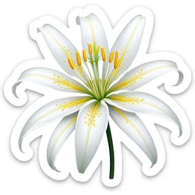 Beach spider lily flower sticker