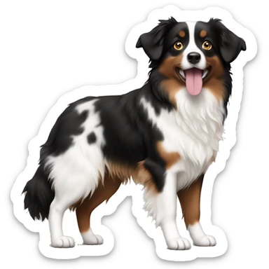 Black white brown mini Australian shepherd sticker