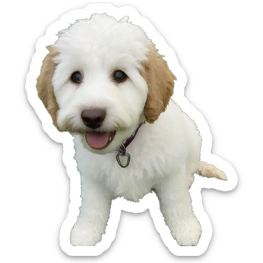 White and brown Mini golden doodle sticker