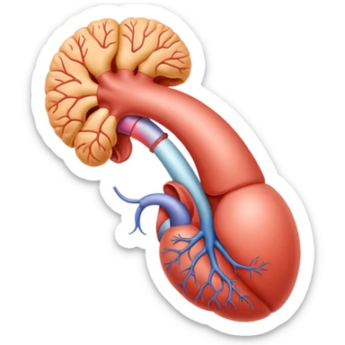 reproductive system sticker