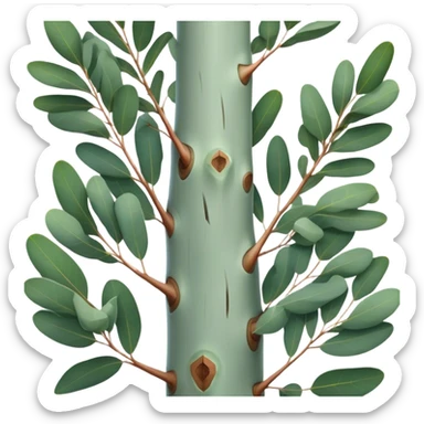 Cinematic Realistic Eucalyptus Emoji, Tall and graceful, with slender trunks covered in smooth, peeling bark and large, fragrant leaves. The eucalyptus trees sway gently in the breeze, releasing a calming aroma that fills the air. Soft glowing outline, capturing the essence of rugged beauty and natural serenity in a tall eucalyptus tree! sticker