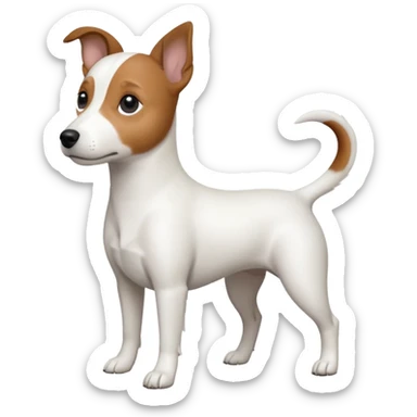 a fully white jack russell the size of a kelpie with floppy ears and a half white face sticker