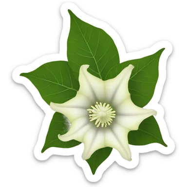 Datura sticker
