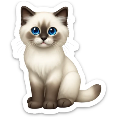 Seal point Ragdoll kitten  sticker