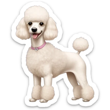 mini apricot poodle and mini white poodle  sticker