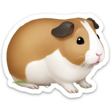 Guineapig eating  a strand of long grass hay  sticker