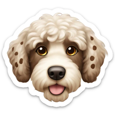Cream and chocolate brown with spots and brown ears chubby labradoodle with white chest and dark brown eyes  sticker