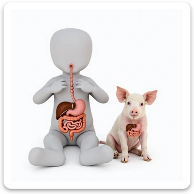 human and pig sitting, diagram overlays showing similar position and shape of stomach intestines and liver, white background, hyperrealistic 4K sticker