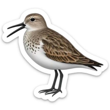 dunlin sticker