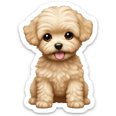 Blonde adorable toy teacup maltipoo  sticker