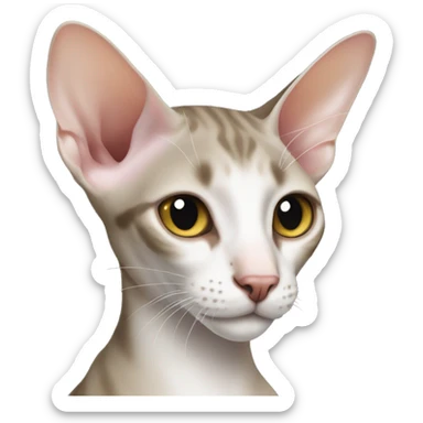 Oriental Shorthair Cats sticker