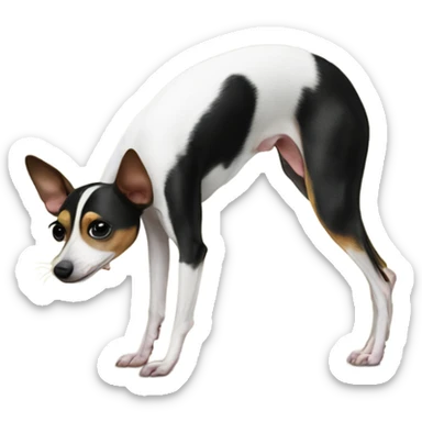 Rat terrier doing a handstand  sticker