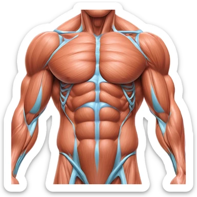 anatomic muscle sticker