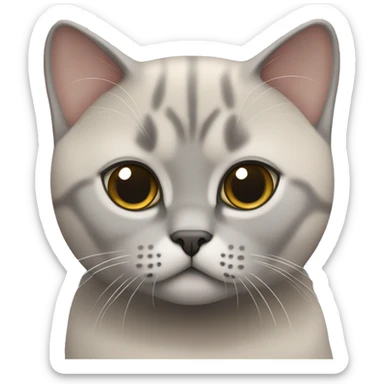 Cute beige and Grey british shorthair cat  sticker