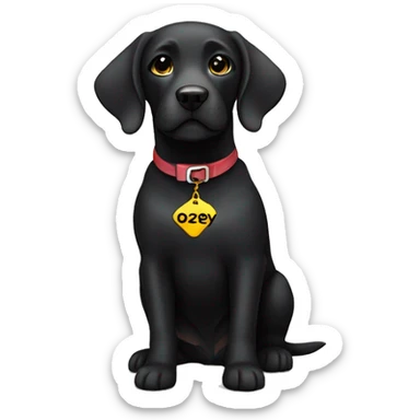 Black Labrador dog with the name "zoey" on the chest sticker