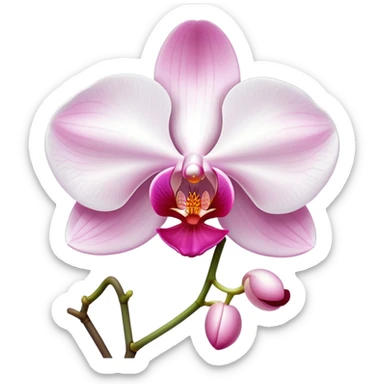 Exquisite phalaenopsis moth orchid with pure white petals and subtle pink center, single bloom sticker