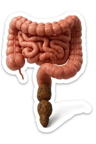 intestino umano anatomico realistico con feci spezzettate iperrealistiche sotto sticker