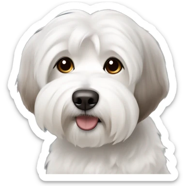 short haired Coton de Tulear dog with brown and grey mixed ear sticker