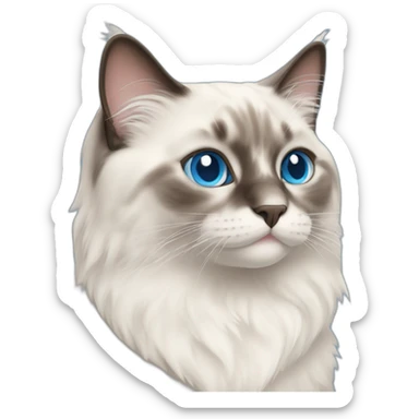 Ragdoll cat with blue eyes sticker