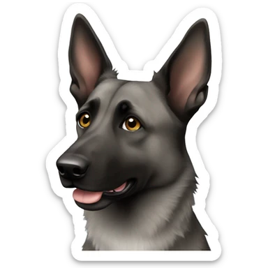 Dutch shepherd with white chest sticker
