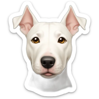 White bull terrier cross with light tan patch and pale nose sticker