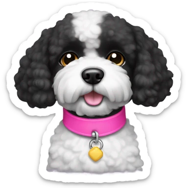 Black bichon dog with a pink collar sticker