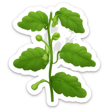 bells of ireland flower sticker