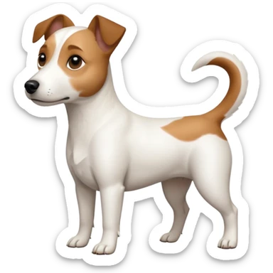 a full body white jack russel looking dog the size of a kelpie with light brown ears and a light brown patch on one eye, flopped down ears and a large snout sticker
