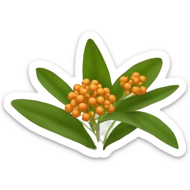 milkweed orange sticker