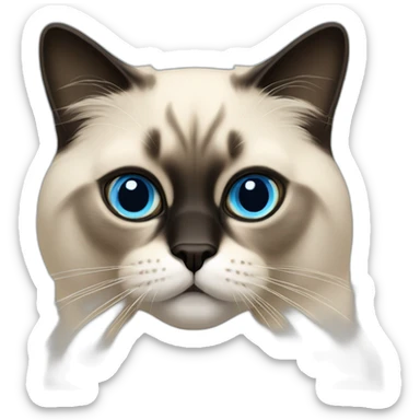 birmans cat with blue eye, a black face, and A beige coat  sticker