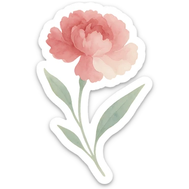 carnation, flowing brushstrokes, rich pink and white colors, elegant shape, naturalistic leaves sticker