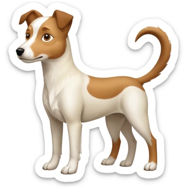 a full body large white parson russell looking dog the size of a kelpie with light brown flapped down ears and a light brown patch on one eye and a large snout sticker