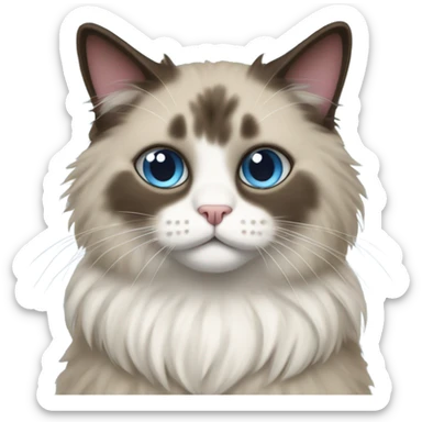Ragdoll cat wearing a bean sticker