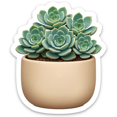 Sedum Pachyphyllum succulent with chubby blue-green leaves in a beige ceramic pot sticker