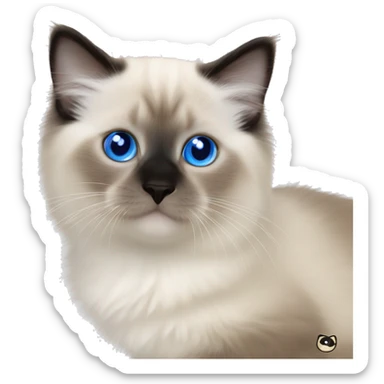 Seal colorpoint Ragdoll kitten with brown nose and face royal blue eyes sticker