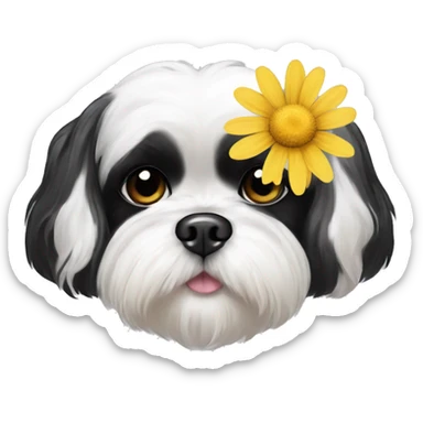 Black and white shih tzu long ears with a daisy  sticker