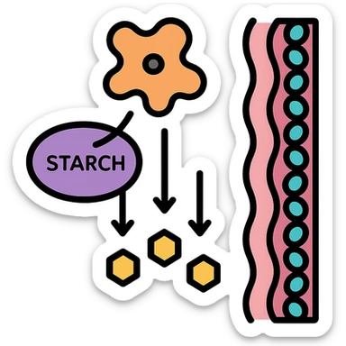 Ultra-detailed illustration of enzyme digestion: amylase breaking starch into sugars near a cell membrane. Clean white background, no text. Scientific but simple sticker