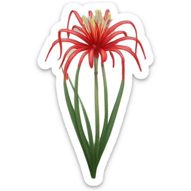 red spider lily sticker