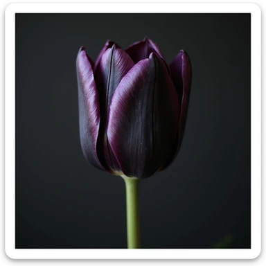 realistic goth tulip with black petals with purple highlights, photorealistic style sticker