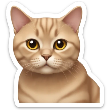 British shorthair cat/ cinnamon colour sticker