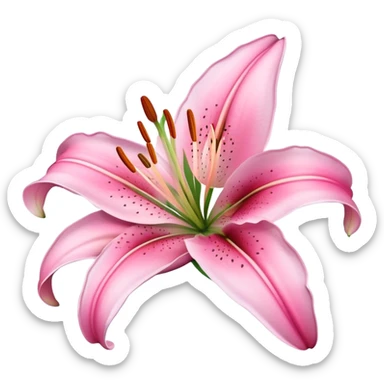 Pink lily flower  sticker