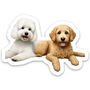 Maltese and goldendoodle on a couch  sticker