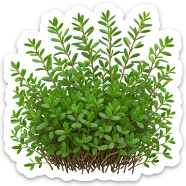 Cinematic Realistic Thyme Emoji, Compact and earthy, with tiny green leaves densely packed on delicate stems. The soft fragrance of the leaves fills the air, creating an atmosphere of warmth and subtle richness. Soft glowing outline, capturing the essence of simplicity and natural healing in a sprig of thyme! sticker