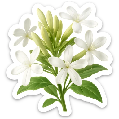Create 3D iOS-style realistic soapwort (Saponaria) flowers with delicate white petals, green stems and leaves, soft lighting, and a glossy effect. The image should have no background. Style: GPT Image style. sticker
