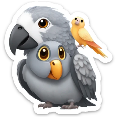 African grey parrot with guinea pig sticker