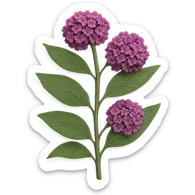 very detailed milkweed plant, intricate cut paper textures, green leaves, clusters of pink and purple flowers, realistic details sticker