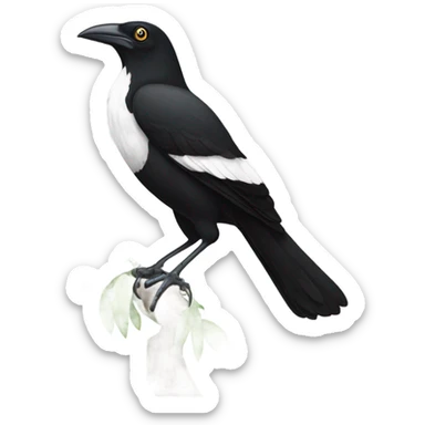 Single Pied currawong bird  sticker